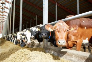 conventional dairy vs. raw dairy
