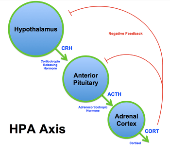 HPA-Axis dysfunction