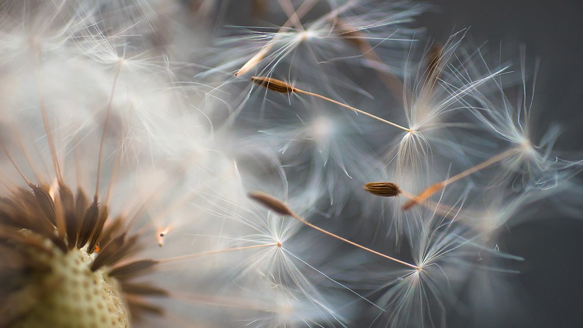 dandelion seeds