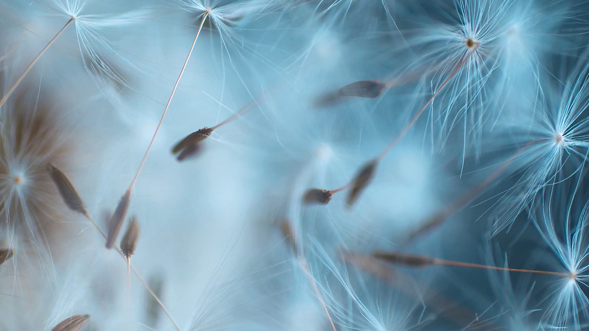 dandelion seeds