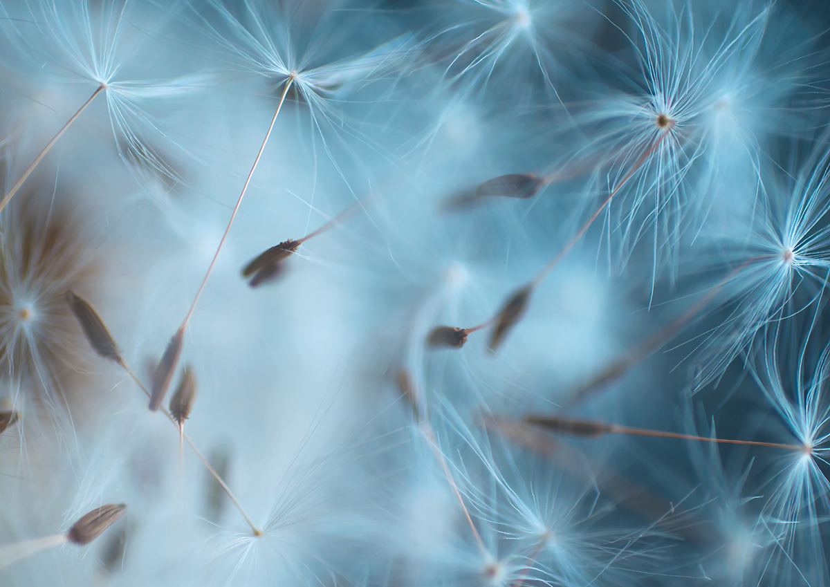 dandelion seeds