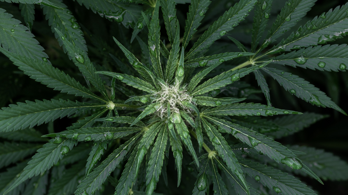 CBD
