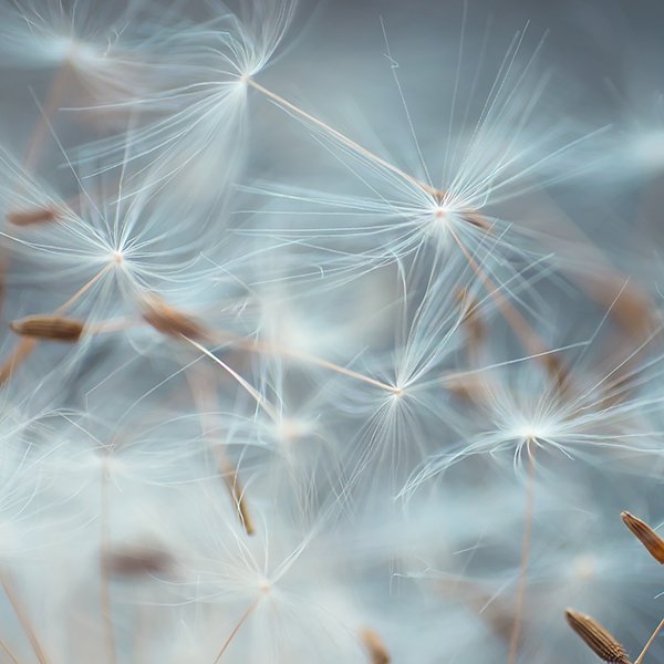 dandelion seeds