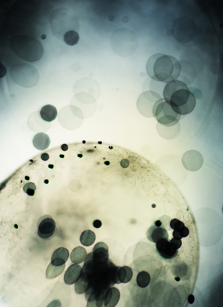 mold spores